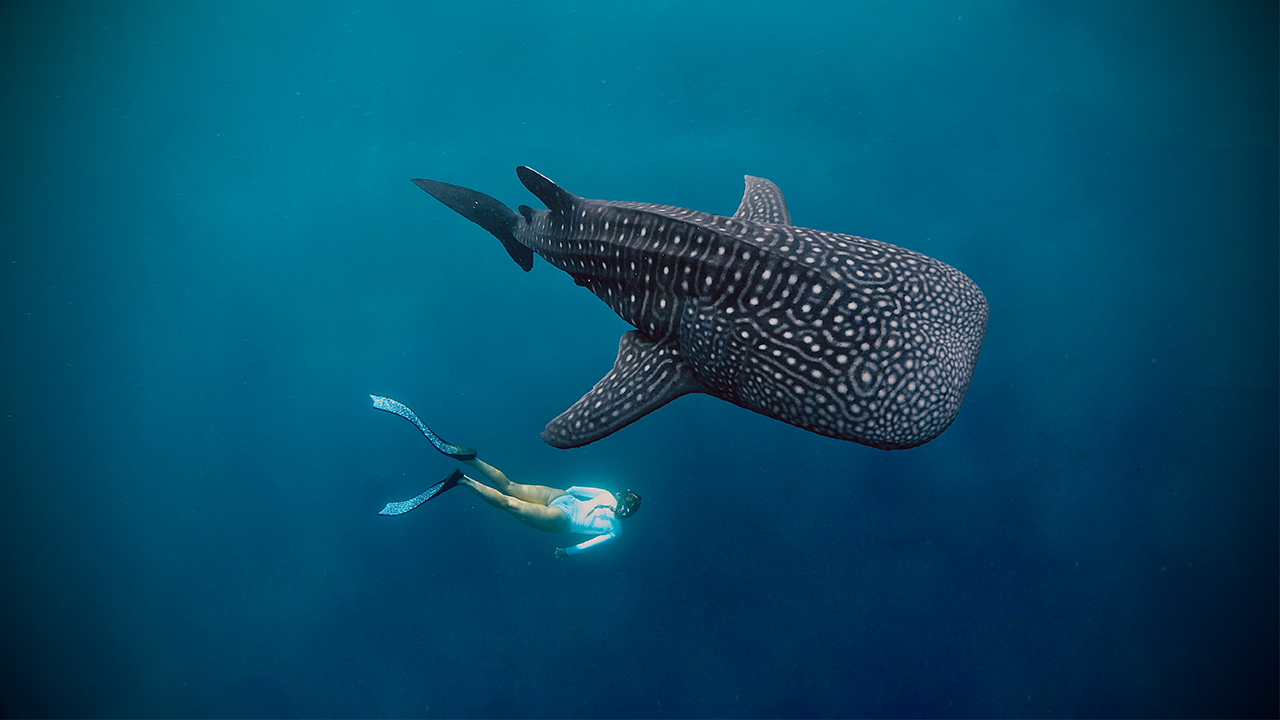 sumbawa whale shark tours
